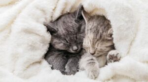 Cats Heated Blankets