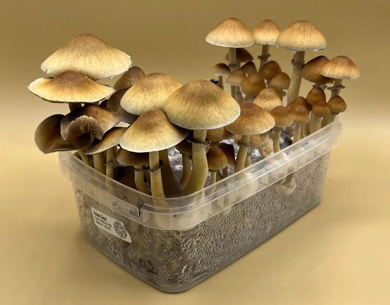 Magic Mushroom Grow Kits Your Gateway to Homegrown Enchantment