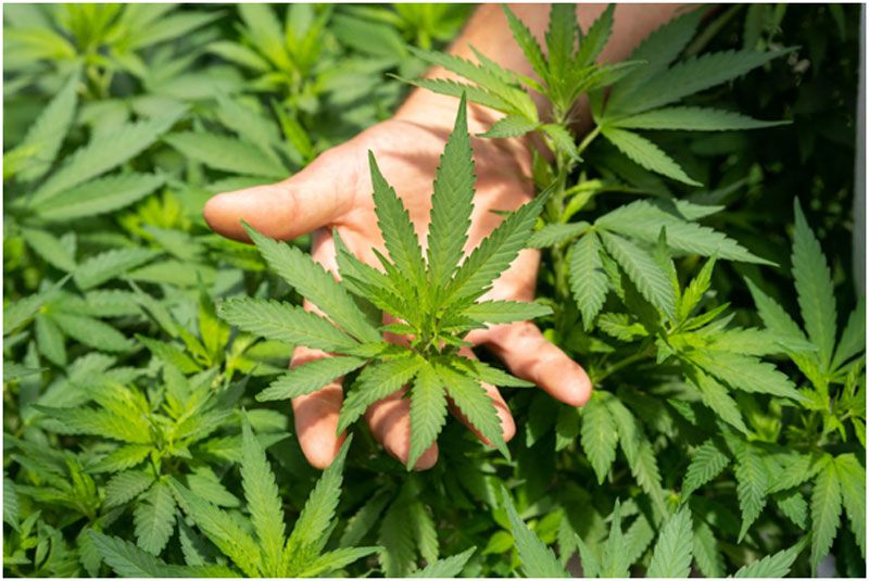 Weed Carts 7 Essential Things You Must Know