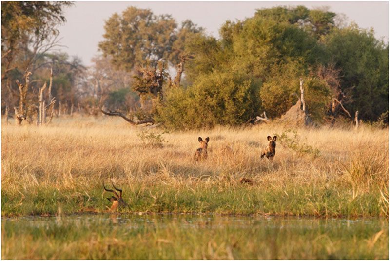 Chobe National Park